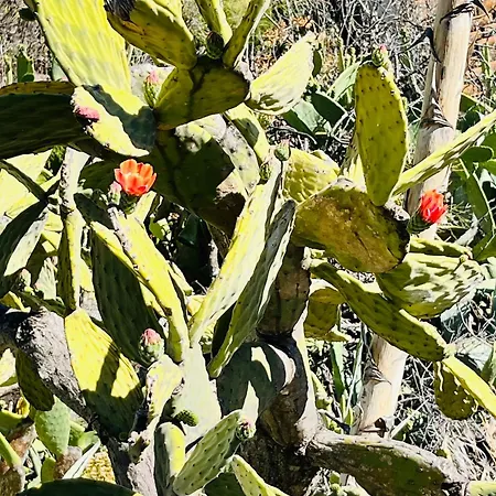 Blue Ocean Costa Adeje 506 פלאייה דה לאס אמריקס