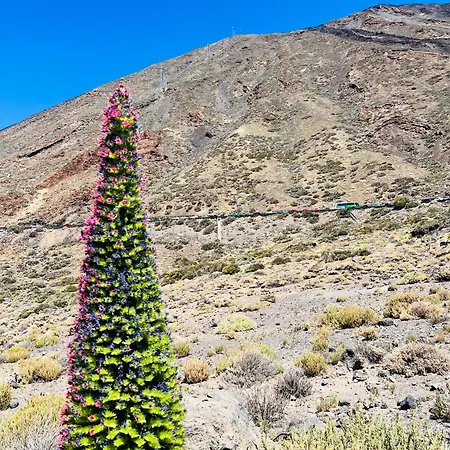 Blue Ocean Costa Adeje 506 * פלאייה דה לאס אמריקס