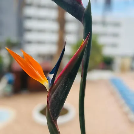 דירה Blue Ocean Costa Adeje 506 פלאייה דה לאס אמריקס