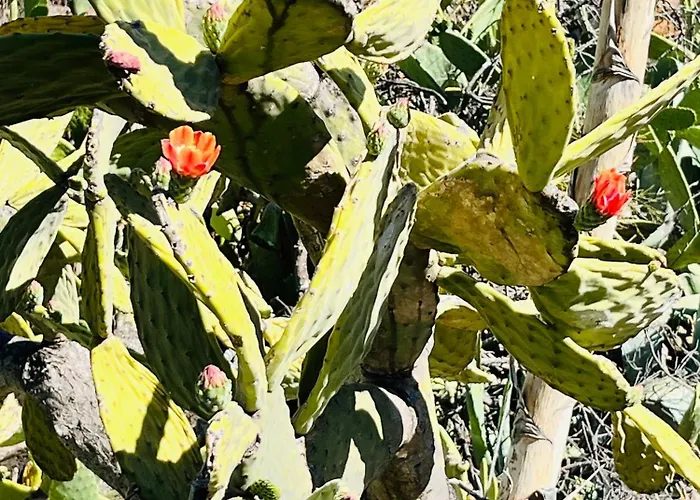 Blue Ocean Costa Adeje 506 Playa de las Americas (Tenerife)