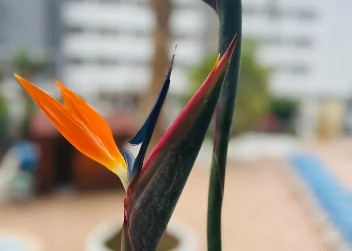 Apartman Blue Ocean Costa Adeje 506 Playa de las Américas